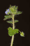 Ivyleaf speedwell